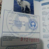 پا کوتا|سگ|تبریز, |دیوار