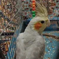 عروس هلندی|پرنده|قم, زنبیل آباد|دیوار