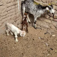 بزدوقلو زا بادوتا کهره و دوعدد بره شیری|حیوانات مزرعه|کرمان, |دیوار