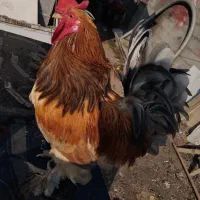 خروس|حیوانات مزرعه|فومن, |دیوار