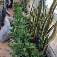 باغبانی کاشت باغچه گل و گیاه تعویض خاک گلدان درمحل|خدمات باغبانی و درختکاری|تهران, جهاد|دیوار