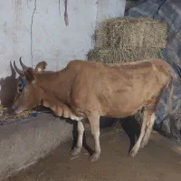 گاو گوساله تلیسه لیشه محلی