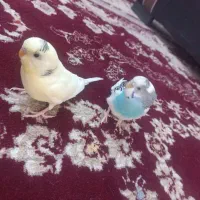 یک جفت مرغ عشق