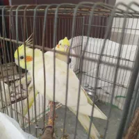 عروس|پرنده|اسفراین, |دیوار