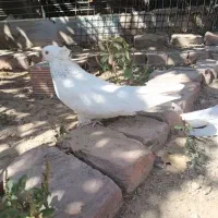 سفید چشم زرد ماده