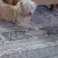 سگ تریر  پیدا شده|حیوانات|ری, دولت‌آباد|دیوار