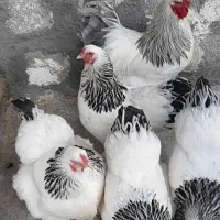 تخم مرغ نطفه دار