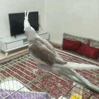 عروس هلندی|پرنده|اسفراین, |دیوار