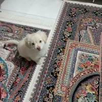 سگ شیتزو|سگ|شهریار, شهرک شاهد|دیوار