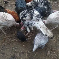 بوقلمون  خروس|حیوانات مزرعه|صومعه‌سرا, |دیوار