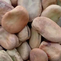 باقله تیمی