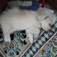 سگ پودل کراس