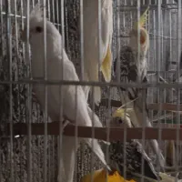 عروس مولد و کلی|پرنده|یزد, |دیوار