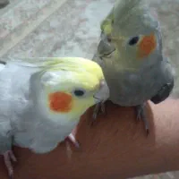 یک جفت عروس هلندی