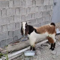 پازن‌درجه‌یک‌داشتی