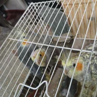 طوطی گرینچینگ و عروس هلندی|پرنده|بیرجند, |دیوار