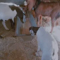 فروش 12راس بزغاله پاکستانی نر ماده چاق|حیوانات مزرعه|خوسف, |دیوار