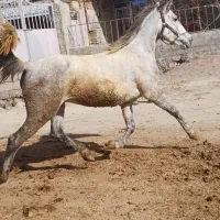 اسب|اسب و تجهیزات اسب‌سواری|سراب, |دیوار