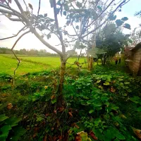 خونه شالیزار6900مترکوچصفهان ب خشکبیجار،لشتنشا،رشت|فروش خانه و ویلا|خمام, |دیوار