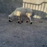 میش|حیوانات مزرعه|سربیشه, |دیوار