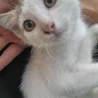 بچه گربه