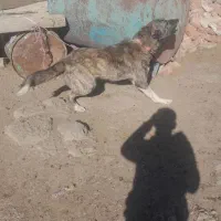 یک جفت توله افغانی 8 ماهه نگهبان|سگ|اردبیل, |دیوار