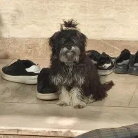 حیوان خانگی|سگ|بادرود, |دیوار