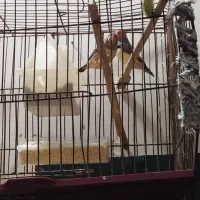 یه جفت فنچ یه جفت مرغ عشق|پرنده|زابل, |دیوار