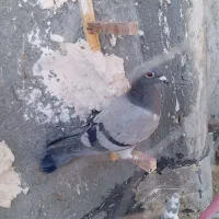 چهارتا کفتر همه نر|پرنده|مه ولات, |دیوار