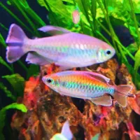 تترا کنگو اور سایز