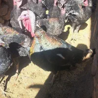 بوقلمون چاق باب خوردن وداشتی