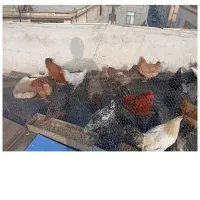 مرغ محلی جوان یکساله به شرط تخم زیر قیمت همه جا