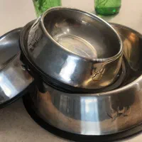 لوازم جانبی گربه|گربه|بومهن, |دیوار