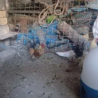 خروس زینتی کوچک