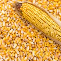 ذرت دانه ای