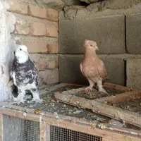 یه جفت کفتر|پرنده|تهران, حسن‌آباد|دیوار