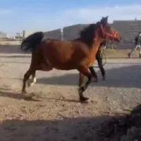 مادیان جوان عرب