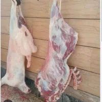 فروش گوسفند زنده دشت مغان از روستاهای قوچان|حیوانات مزرعه|تهران, خانی‌آباد|دیوار