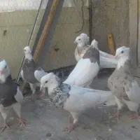 کبوتر کفتر طوقی پرشی|پرنده|رباطکریم, رباطکریم|دیوار