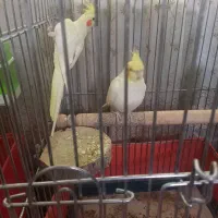 فروش دوجفت عروس هلندی بالغ جوجه داده|پرنده|پاکدشت, پاکدشت (مامازند)|دیوار