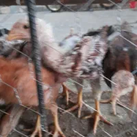 تعداد ۱۰ عدد جوجه اصل لاری