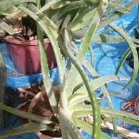 الوئه ورا و اشک تمساح