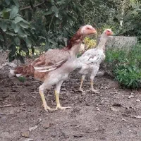 مرغ لاری اصیل|حیوانات مزرعه|سنگر, |دیوار