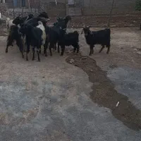 فروشی|حیوانات مزرعه|کوهدشت, |دیوار