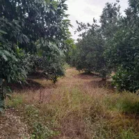 زمین-تجاری-و-مسکونی-نزدیک-دریا-و-جنگل