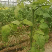 استخدام نیروی خانم برای گلخانه|استخدام صنعتی، فنی، مهندسی|بیرجند, |دیوار