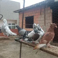 فروش کبوتر پرشی|پرنده|ساری, |دیوار