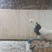 طوقی نر هفرنگ