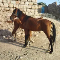 اسب عرب|اسب و تجهیزات اسبسواری|کوهدشت, |دیوار