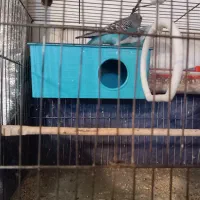 جفت مرغ عشق مولد تخم گزار|پرنده|تهران, نعمتآباد|دیوار